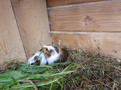 Meerschweinchen
