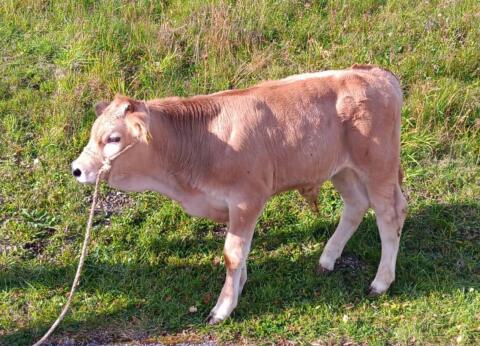 Murbodner Jungstier für Zucht