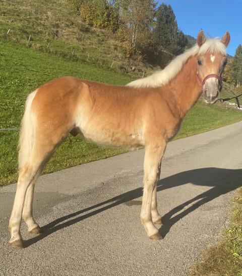 Verkaufe elegantes Haflinger-Hengstfohlen