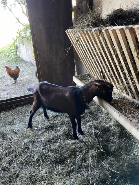 Ziegenbock