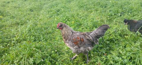 Moorhuhn Hahn