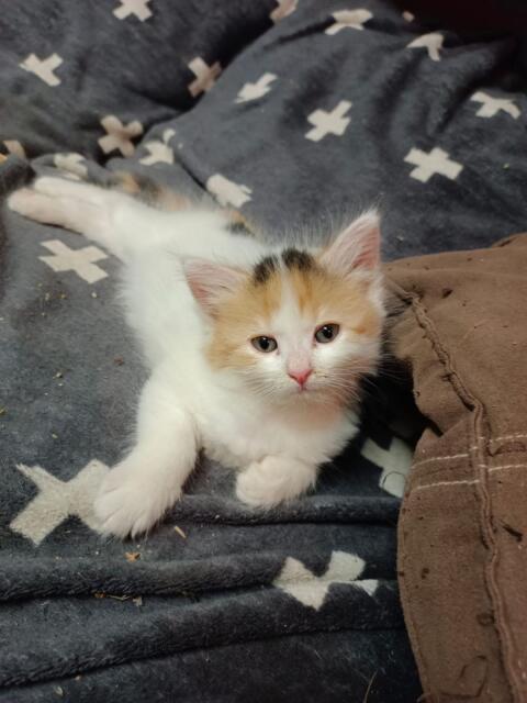 EKH/ELH Katzen