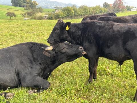 Bio Wagyu-Herde - 100% Wagyu - mit DNA-Zertifikat