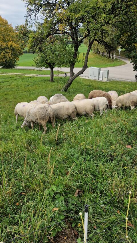 Berrichon du Cher Schafe