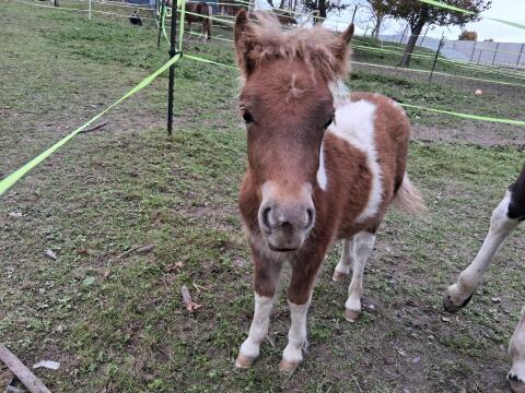 Pony zu verkaufen