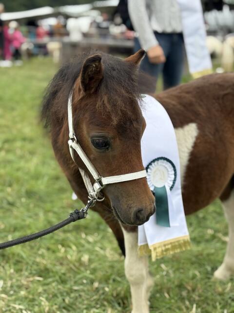 Siegerfohlen Minishetlandpony + Kumpel