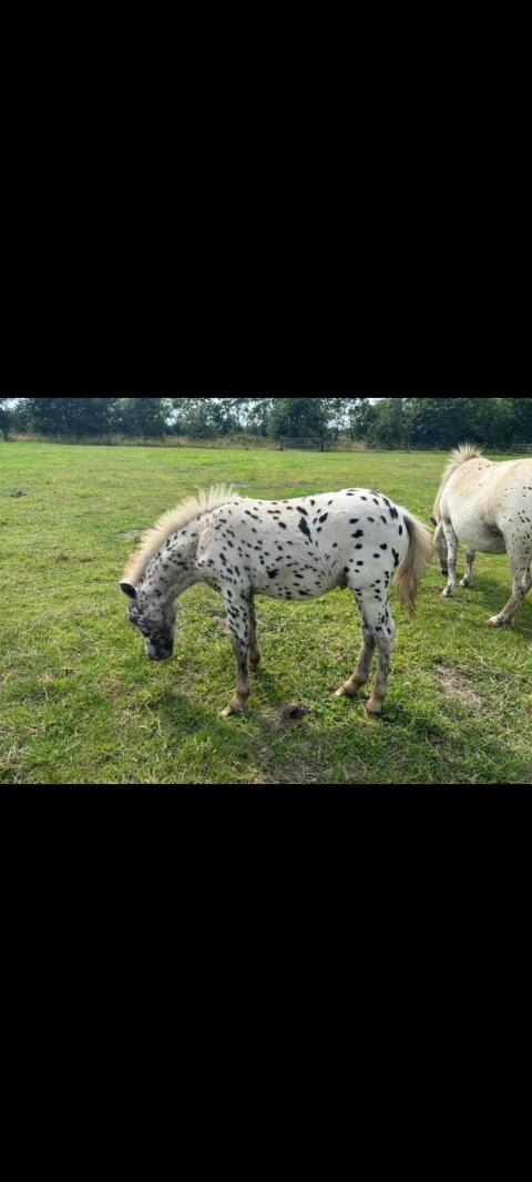 Shetty und Ponys 35 Stk. ab € 475,-