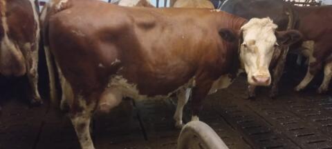 Verkaufe Kuh in Milch