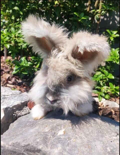 Angora Kastrat Hase Kaninchen