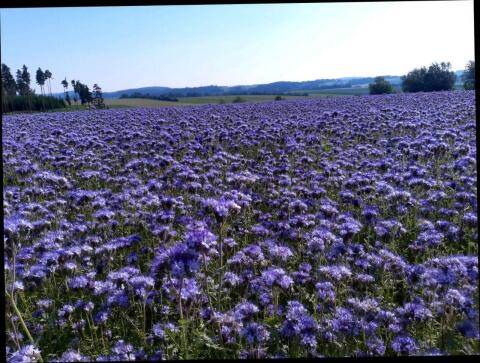 Bio Phacelia und Rotklee