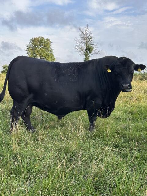 Bio Angus-Stier Donaumoos Milo X876