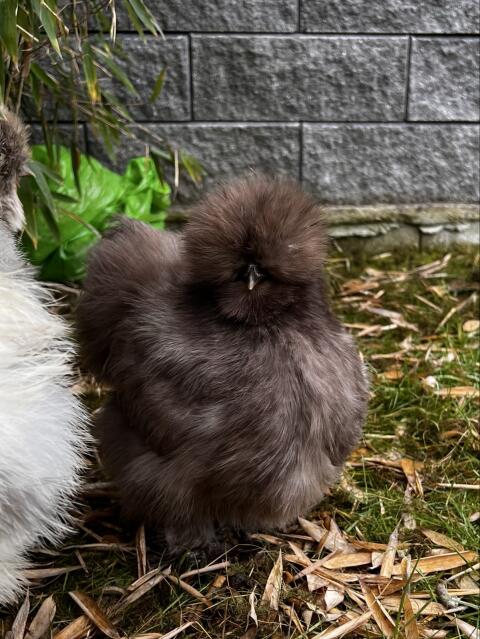 Schokobraune Silkies Seidenhühner