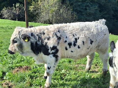 BIO Pustertaler PSS Stier, Onyx AT16 8573 788