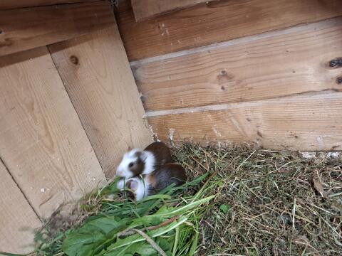 Meerschweinchen