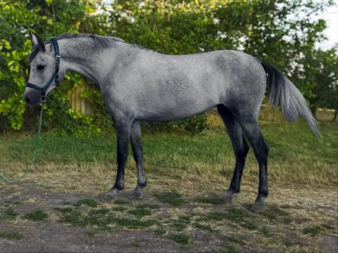 Ungarisches Sportpferd