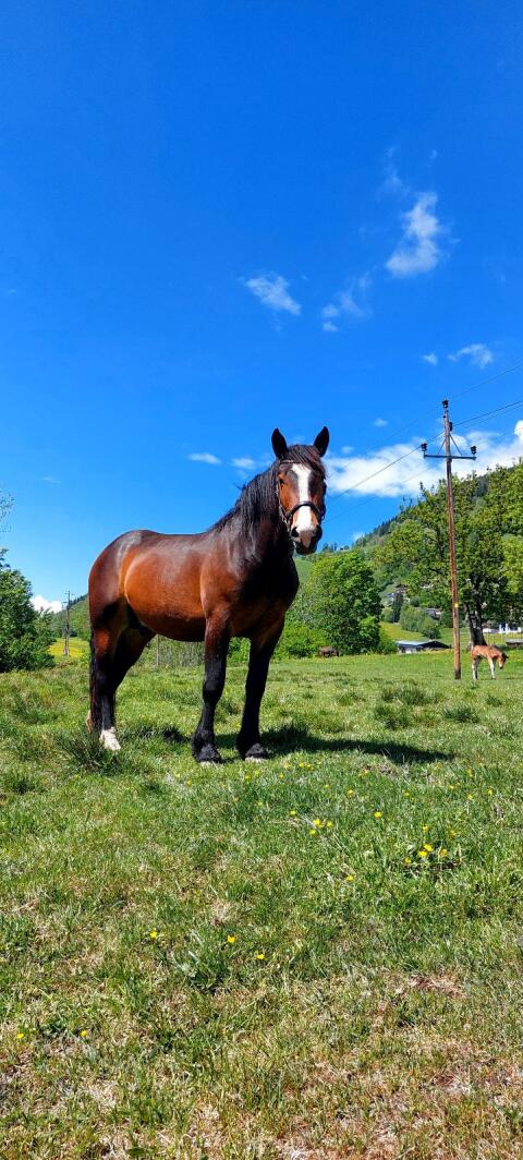 Noriker Wallach