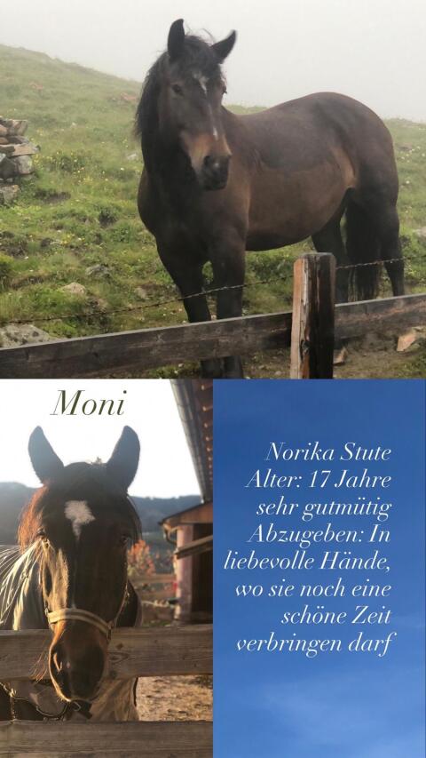 Norika Stute
