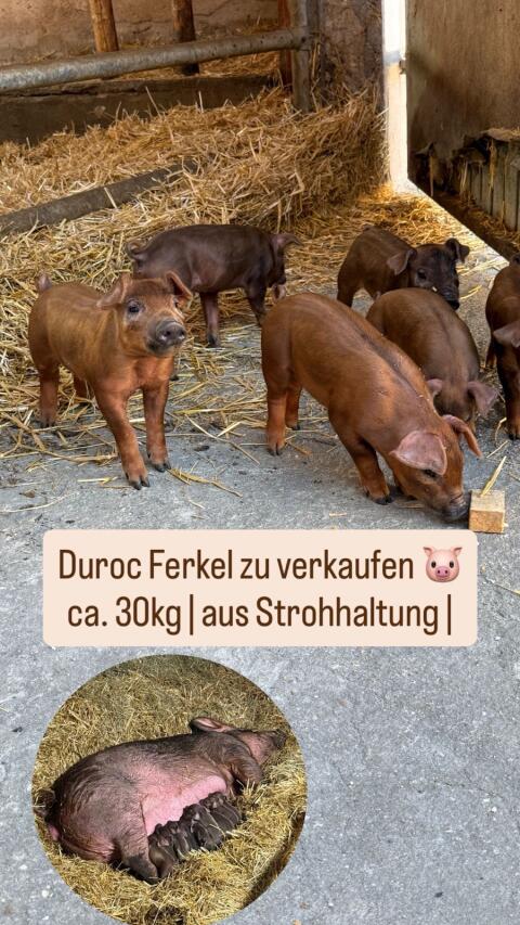 Zu verkaufen: Duroc Ferkel mit ca. 30 kg