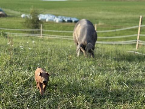 Duroc Bio