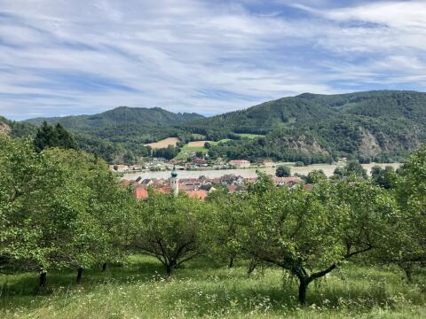 Wachauer Marillengarten zu verkaufen/verpachten
