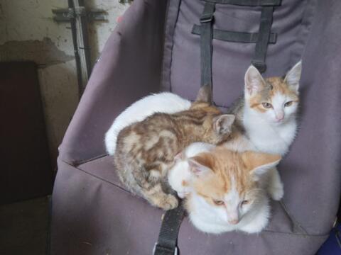 Babykatzen