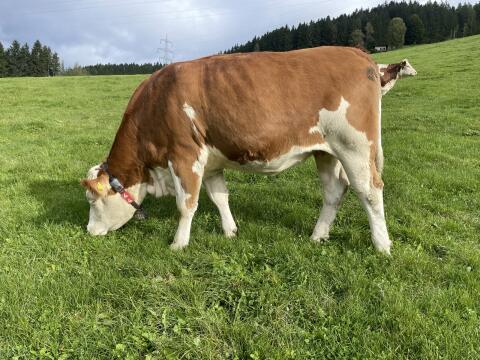 Trächtige Fleckviehkalbinnen