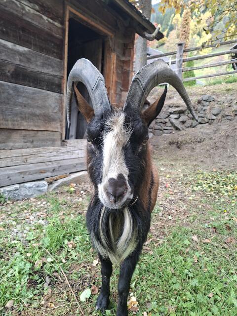 Ziegenbock