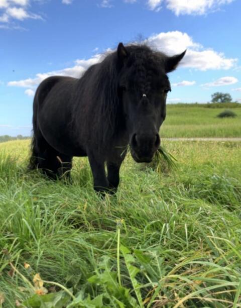 Ponyhengst