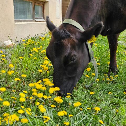 Verkaufe 100 % Full Blood Bio Wagyu Tiere