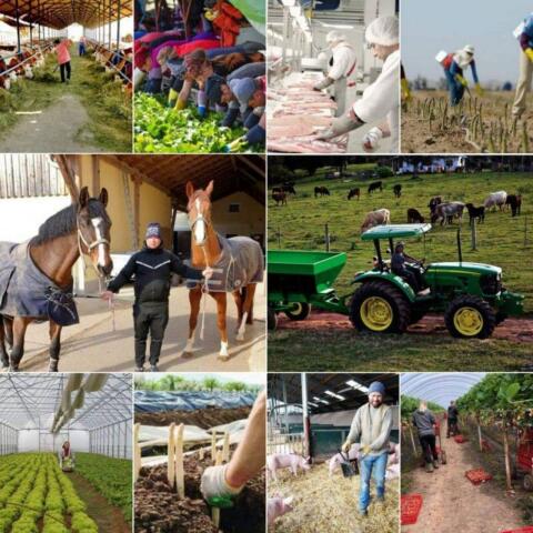 Arbeitskräftevermittlung in der Landwirtschaft