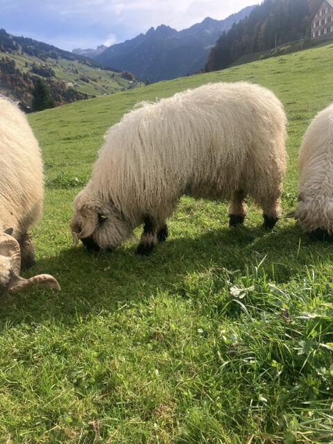 Walliser HB-Widder