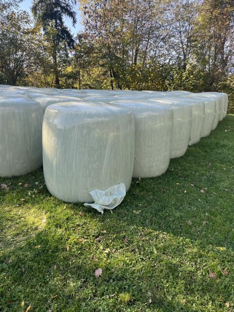 Maisballen