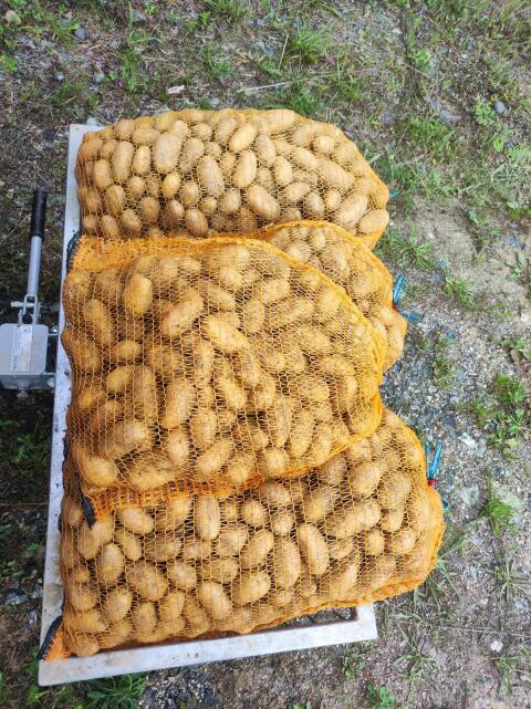 Futterkartoffeln und Speisekartoffeln