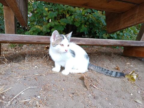 Kleine Katze