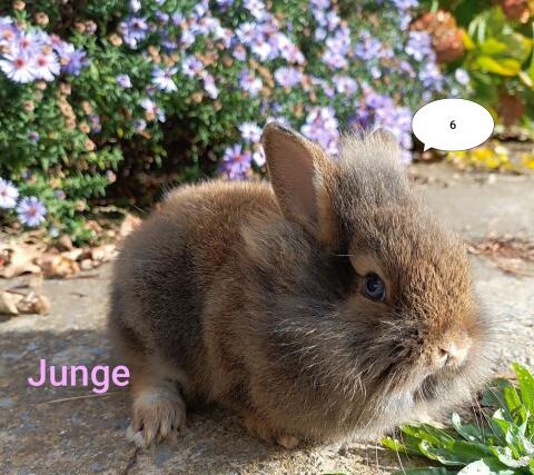 Zwergkaninchen Löwenkopf