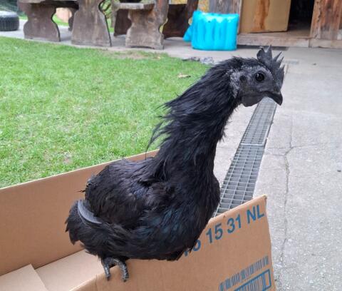 Ayam Cemani