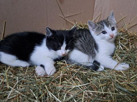 Katzen