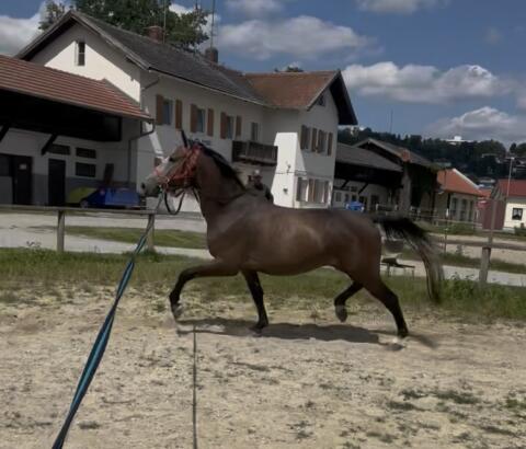 Freizeitpferd
