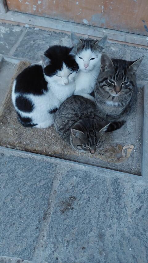 Kleine Katzen