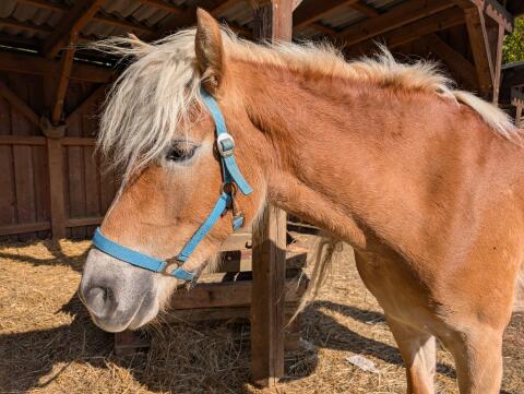 Wunderschöne Haflinger Stute, 4,5 Jahre alt, 155 cm