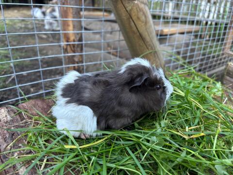 Meerschweinchen Weibchen