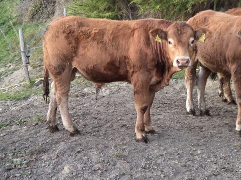 Limousin Zuchtstiere