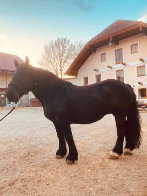 Noriker Stute