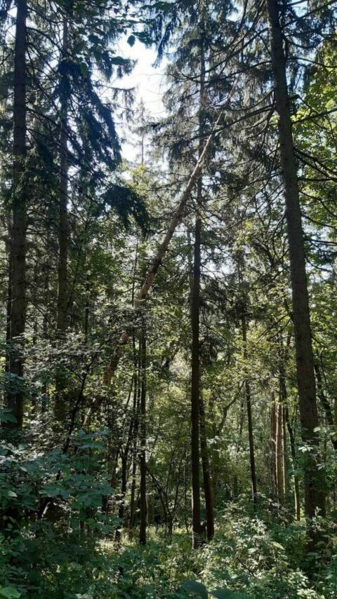 Wald in Linz/Urfahr und Bezirk Urfahr-Umgebung gesucht
