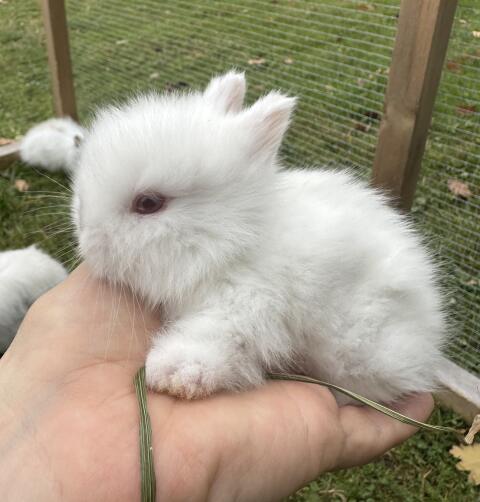 Teddyzwergkaninchen