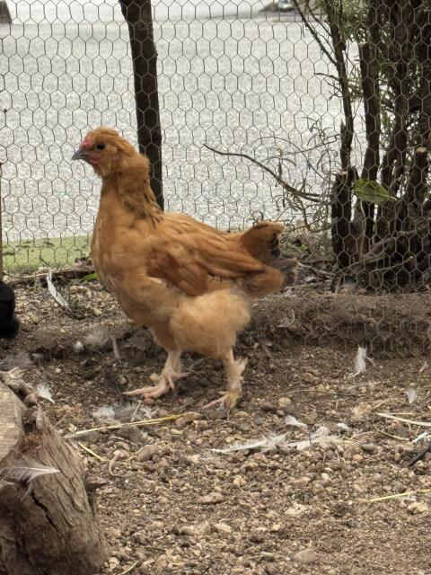 Zwergseidenhuhn-Mix