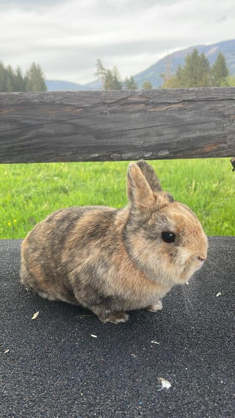 Zwergkaninchen