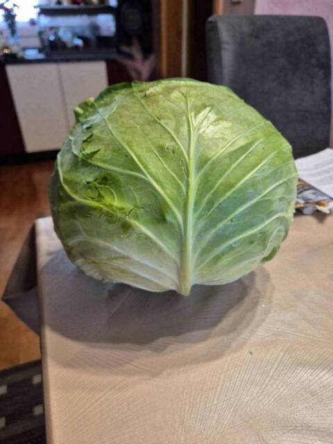 Frisches Weißkraut