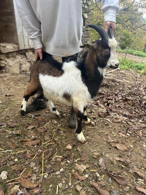 Ziegenbock