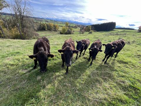 Wagyu-Rinder zu verkaufen